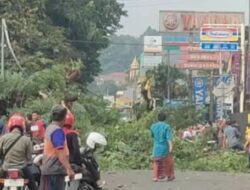 Arus Lalu Lintas Terhambat, Sebagian Akses Jalan Di Ahmad Yani Tertutupi Pohon Tumbang