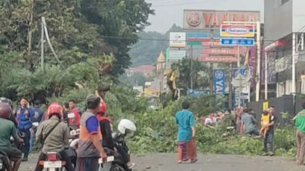 Tragedi Pohon Tumbang Di Jalan Ahmad Yani Subang