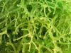manfaat luar biasa rumput laut
