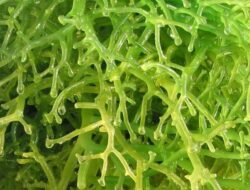 Manfaat Luar Biasa Rumput Laut untuk Kesehatan