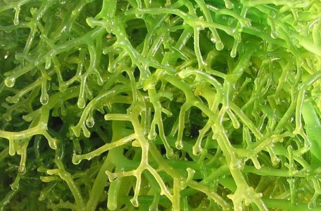 manfaat luar biasa rumput laut