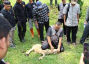 Sambut Idul Adha, Assyifa Peduli Gelar Pelatihan Sembelih Hewan Qurban