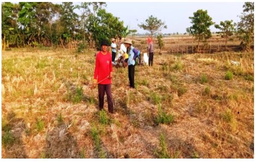 Petani di Pusakanagara Terancam Gagal Panen