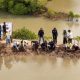 DAHANA Gelar Aksi Tanam Pohon Mangrove dan Kelapa di Pantai Utara Subang