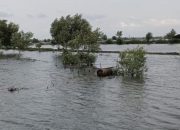 Potret Sawah dan Tambak