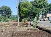 Sulap Bekas Pembongkaran Kios Jadi Taman Hijau, Ribuan Pohon Kelapa Ditanam di Jalancagak 6 Sulap Bekas Pembongkaran Kios Jadi Taman Hijau, Ribuan Pohon Kelapa Ditanam di Jalancagak