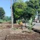Sulap Bekas Pembongkaran Kios Jadi Taman Hijau Ribuan Pohon Kelapa Ditanam di Jalancagak