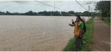 Hujan Deras Rendam 225 Hektar Sawah di Patokbeusi Subang Petani Terancam Gagal Panen