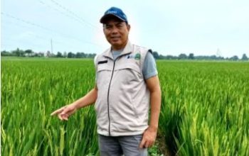 Dari Sawah ke Hilirisasi : Jejak Panjang Otong Wiranta Membangun Usaha Tani Berkelanjutan di Subang 6 Jejak Panjang Otong Wiranta Membangun Usaha Tani Berkelanjutan di Subang
