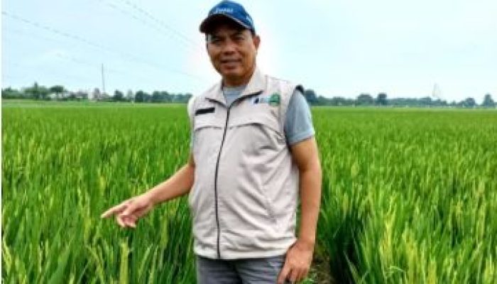 Dari Sawah ke Hilirisasi : Jejak Panjang Otong Wiranta Membangun Usaha Tani Berkelanjutan di Subang